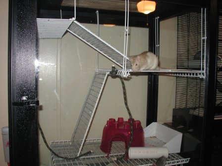 Claw Machine Rat Cage Pic #2